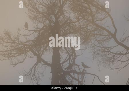 Les arbres et les îles Canaries ravent Corvus corax canariensis dans le brouillard à l'aube. Le parc rural Nublo. Grande Canarie. Îles Canaries. Espagne. Banque D'Images