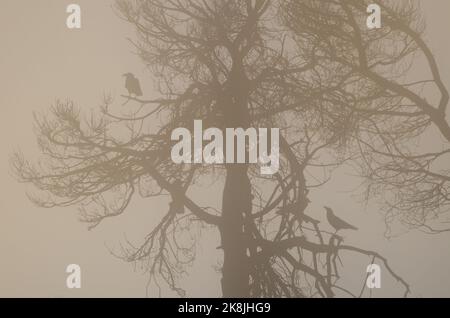 Les arbres et les îles Canaries ravent Corvus corax canariensis dans le brouillard à l'aube. Le parc rural Nublo. Grande Canarie. Îles Canaries. Espagne. Banque D'Images