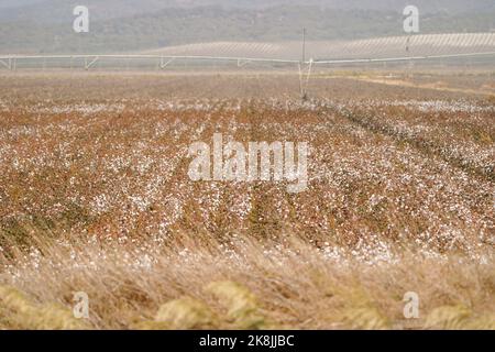 Plantation de coton à la Janda, province de Cadix, Andalousie, Espagne. Banque D'Images