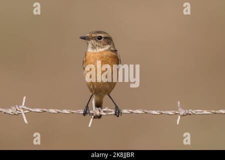 European stonechat (Saxicola rubicola) femelle sur fil, Andalousie, Espagne. Banque D'Images