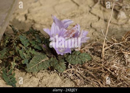 Mandragora autumnalis, mandrake, floraison de mandrake d'automne, Andalousie, Espagne. Banque D'Images