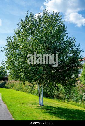 Gros plan d'un arbre de bouleau en papier (Betula papyrifera) Banque D'Images