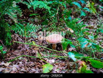 Gros plan sur le champignon européen des rouleurs (Amanita rubescens) Banque D'Images