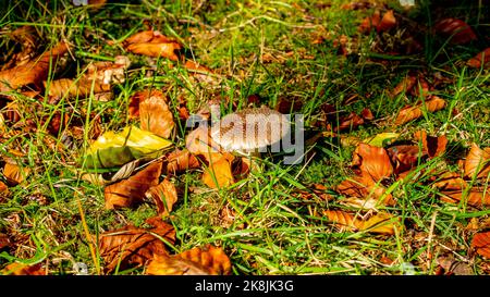 Gros plan sur le champignon européen des rouleurs (Amanita rubescens) Banque D'Images