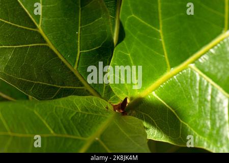 Papier peint de feuilles vertes de bambino ficus. Gros plan. Angle élevé. Fond vert pour votre conception. Banque D'Images