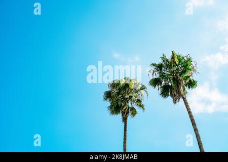 deux magnifiques palmiers verts contre le ciel bleu avec vue sur les nuages depuis le dessous du héros tourné pour le marketing tropical de voyage Banque D'Images