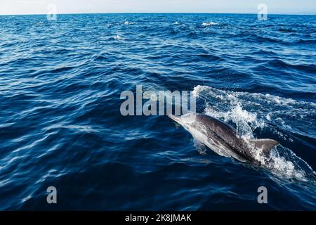 Gros plan d'un dauphin commun dans l'océan Pacifique bleu lors d'une journée ensoleillée d'observation des baleines préservation de la faune et biodiversité marine Banque D'Images