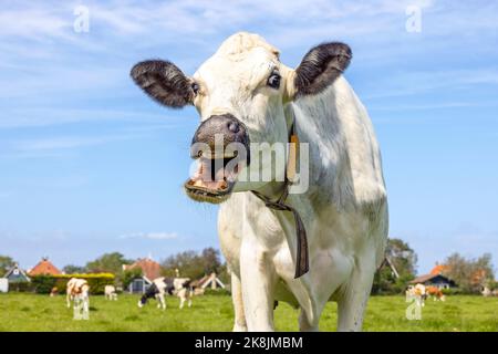 Drôles de vache sur sa propre langue, portrait d'une vache riant avec la bouche ouverte, montrant les gencives et la langue, ciel bleu Banque D'Images