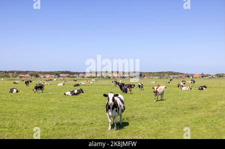 Troupeau de vaches paissant dans le pâturage, paisible et ensoleillé dans le paysage hollandais de terre plate avec un ciel bleu, une vache approchant Banque D'Images