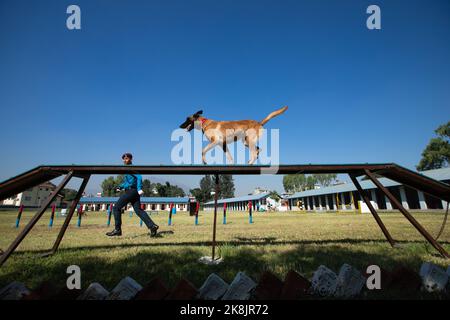 Katmandou, Népal. 01st novembre 2022. Un maître de chien de police népalais avec son chien affiche des compétences d'entraînement pendant une journée de culte de chien qui est célébrée dans le cadre du festival Tihar. Tihar est le deuxième plus grand festival au Népal qui est consacré à un autre animal ou objet de culte, y compris des vaches, des corneilles, et des chiens. Le festival célèbre la relation forte entre les humains, les dieux et les animaux. Crédit : SOPA Images Limited/Alamy Live News Banque D'Images