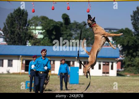 Katmandou, Népal. 24th octobre 2022. Un maître de chien de police népalais avec son chien affiche des compétences d'entraînement pendant une journée de culte de chien qui est célébrée dans le cadre du festival Tihar. Tihar est le deuxième plus grand festival au Népal qui est consacré à un autre animal ou objet de culte, y compris des vaches, des corneilles, et des chiens. Le festival célèbre la relation forte entre les humains, les dieux et les animaux. Crédit : SOPA Images Limited/Alamy Live News Banque D'Images