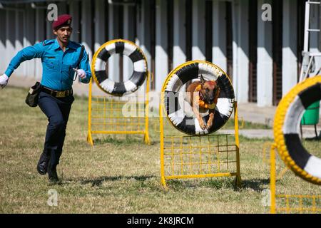 Katmandou, Népal. 24th octobre 2022. Un maître de chien de police népalais avec son chien affiche des compétences d'entraînement pendant une journée de culte de chien qui est célébrée dans le cadre du festival Tihar. Tihar est le deuxième plus grand festival au Népal qui est consacré à un autre animal ou objet de culte, y compris des vaches, des corneilles, et des chiens. Le festival célèbre la relation forte entre les humains, les dieux et les animaux. Crédit : SOPA Images Limited/Alamy Live News Banque D'Images