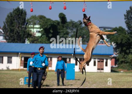 Katmandou, Népal. 24th octobre 2022. Un maître de chien de police népalais avec son chien affiche des compétences d'entraînement pendant une journée de culte de chien qui est célébrée dans le cadre du festival Tihar. Tihar est le deuxième plus grand festival au Népal qui est consacré à un autre animal ou objet de culte, y compris des vaches, des corneilles, et des chiens. Le festival célèbre la relation forte entre les humains, les dieux et les animaux. (Photo de Prabin Ranabhat/SOPA Images/Sipa USA) crédit: SIPA USA/Alay Live News Banque D'Images