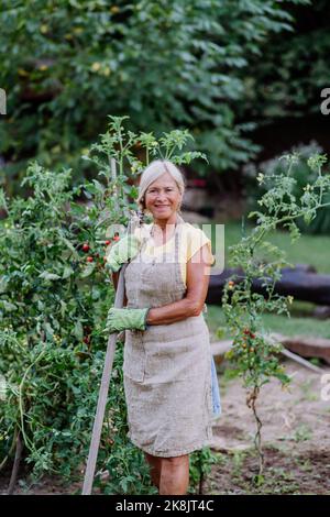 Femme agricole senior prenant soin des tomates dans son jardin. Banque D'Images