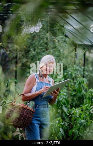 Femme âgée utilisant une tablette numérique et manipulant des commandes de ses légumes biologiques locaux dans sa serre, concept de petite entreprise. Banque D'Images