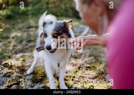 Femme senior jouant et formant son chien pendant la marche d'automne dans la forêt. Banque D'Images
