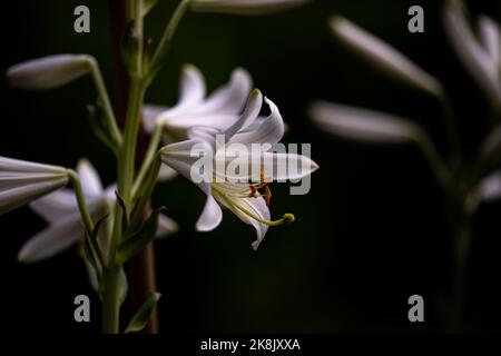 La vue rapprochée d'un nénuphar de Madonna plante des fleurs avec des pétales blancs Banque D'Images