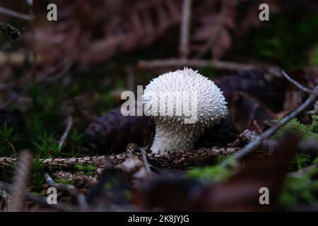 Boule de macaron commune dans la forêt de près, champignon blanc Lycoperdon perlatum avec pointes. Banque D'Images