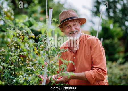 Homme senior qui récolte des tomates cerises dans son jardin. Banque D'Images