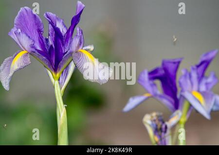 Iris violet dans le jardin à la maison Banque D'Images