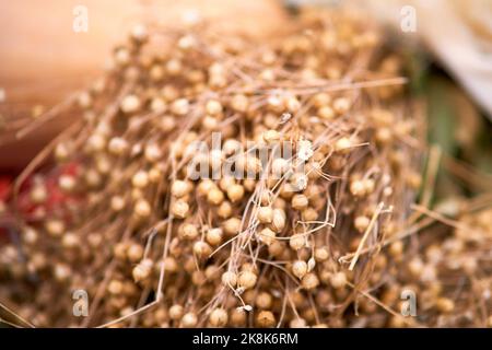Usine de lin sec, branches de récolte en gros plan. Grains de lin, macro Banque D'Images