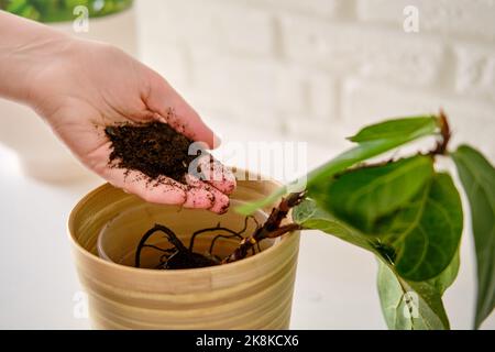Une femme fleuriste verse le sol pour planter des plantes ficus lyrata bambino dans un pot de fleurs. Plantation d'une maison, fond de mur de brique blanche Banque D'Images