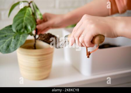Une femme fleuriste verse le sol pour planter des plantes ficus lyrata bambino dans un pot de fleurs. Plantation d'une maison, fond de mur de brique blanche Banque D'Images