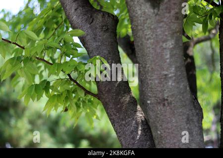 Gros plan de l'arbre zelkova. Banque D'Images