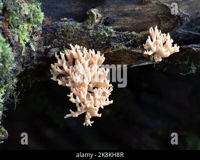 Champignon de corail. Clavulina. ROYAUME-UNI. Banque D'Images