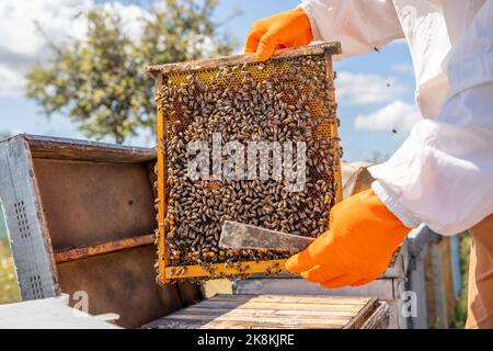les mains d'un apiculteur protégé par des gants orange pour éviter les coups de contrôle un de ses rayons de miel pleins d'abeilles de la ruche Banque D'Images