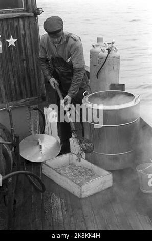 Oslofjord 19690531 sur REK après crevettes. Sur la pêche à la crevette avec le bateau aigle de mer. L'équipage est de deux hommes. Le skipper Reidar Hauge Pedersen et son fils Egil. Egil fait également le service en tant que chef. La recette est très simple, mais une délicatesse sera, quand les coquillages ont finalement obtenu exactement la foudre cuisiner qui est nécessaire et un trait de couleur. Photo: Aage Storløkken / actuel / NTB Banque D'Images