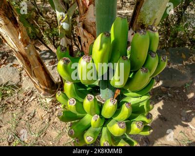 Banane sur une plantation de bananes Tenerife, Espagne Banque D'Images