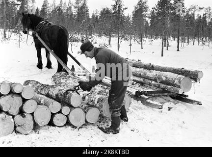 Femunden 17 février 1973. La gestion de la forêt de Femund à Engerdal est le seul public de Norvège qui a conservé les opérations de chevaux dans la forêt. Voici l'un des enregistreurs qui s'appuie sur le traîneau. Le cheval regarde de près le travail. Lui et les autres porcs préfèrent le cheval devant le tracteur. Le cheval ne détruit pas que beaucoup dans les bois, disent-ils. Photo: Aage Storløkken / actuel / NTB Banque D'Images