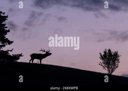 Silhouette de cerf rouge stag sur un horizon avec le ciel en arrière-plan pendant la rut de cerf. Paysage sauvage dans la nature slovaque. Banque D'Images