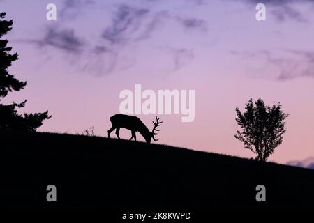 Silhouette de cerf rouge stag sur un horizon avec le ciel en arrière-plan pendant la rut de cerf. Paysage sauvage dans la nature slovaque. Banque D'Images