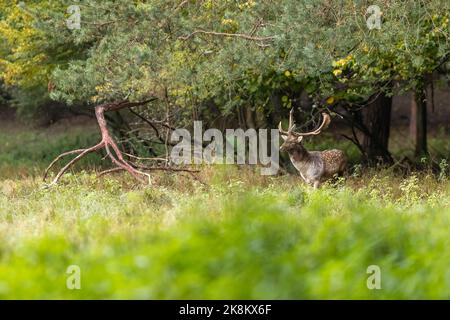 Mâle de cerf de Virginie (dama dama) dans la forêt d'automne. Banque D'Images