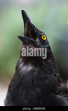 Un gros plan vertical d'un currawong à pied qui regarde au-dessus avec un bec large ouvert sur un arrière-plan isolé Banque D'Images