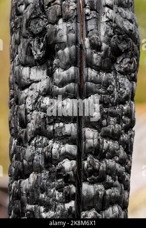 Log noir brûlé d'une maison brûlée par le feu. Gros plan sur la texture du bois de charbon Banque D'Images