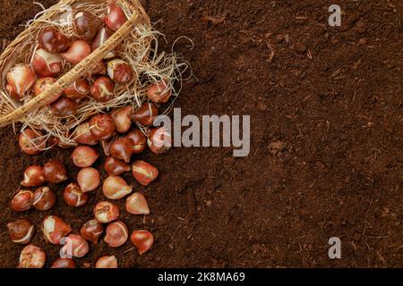 Tulipes bulbes plantant arrière-plan. Automne tulipes plantation et jardinage plat de la pose encore modèle de vie avec l'espace de copie. Bulbes tulipes dans un panier sur le dos du sol Banque D'Images