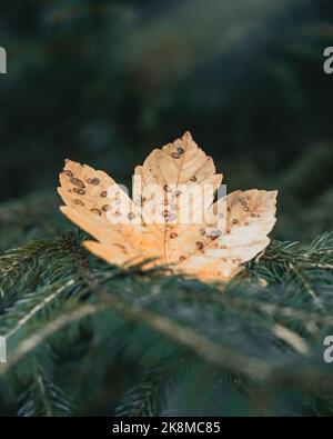 Feuilles d'automne jaunissement sur le dessus des feuilles à feuilles persistantes. Banque D'Images