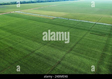 Plan aérien des arroseurs d'irrigation dans les plantations de pommes de terre cultivées de drone pov, vue en grand angle Banque D'Images