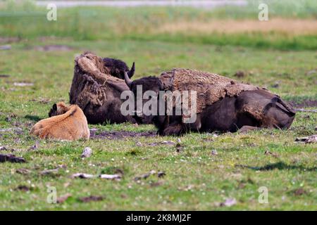Bison adulte avec bébé bison se reposant sur le terrain dans leur environnement et leur habitat environnant. Buffalo photo. Banque D'Images