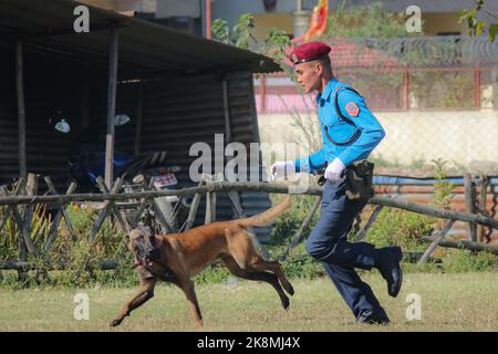 Katmandou, Népal. 24th octobre 2022. Le 24 octobre 2022 à Katmandou, au Népal. Nepal police chien exécuter la tâche pendant la célébration de 'Dig festival (Kukur Tihar)' à l'école de formation de chien de police centrale. Ce festival est observateur le deuxième jour du festival 'Tihar'. Ce jour-là, les chiens sont offerts avec des prières, des guirlandes, des aliments pour chiens. (Photo de Abhishek Maharajan/Sipa USA) crédit: SIPA USA/Alay Live News Banque D'Images