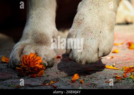 Katmandou, Népal. 24th octobre 2022. Le 24 octobre 2022 à Katmandou, au Népal. Nepal police Dog est offert avec des fleurs sur les pattes pendant la célébration du 'Dog Festival (Kukur Tihar)' à l'école centrale de formation de chiens de police. Ce festival est observateur le deuxième jour du festival 'Tihar'. Ce jour-là, les chiens sont offerts avec des prières, des guirlandes, des aliments pour chiens. (Photo de Abhishek Maharajan/Sipa USA) crédit: SIPA USA/Alay Live News Banque D'Images