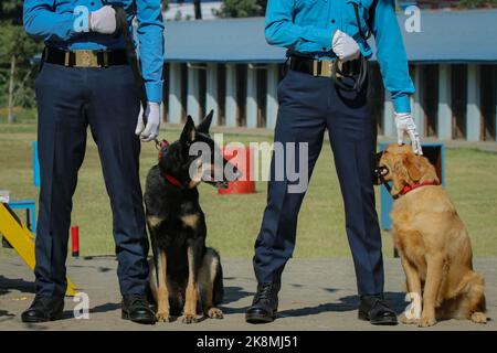 Katmandou, Népal. 24th octobre 2022. Le 24 octobre 2022 à Katmandou, au Népal. Le chien de police du Népal reste en place avec son entraîneur lors de la célébration du 'Dig Festival (Kukur Tihar)' à l'école de formation de chien de police centrale. Ce festival est observateur le deuxième jour du festival 'Tihar'. Ce jour-là, les chiens sont offerts avec des prières, des guirlandes, des aliments pour chiens. (Photo de Abhishek Maharajan/Sipa USA) crédit: SIPA USA/Alay Live News Banque D'Images