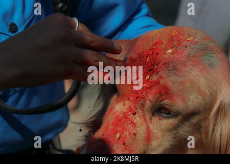 Katmandou, Népal. 24th octobre 2022. Le 24 octobre 2022 à Katmandou, au Népal. Un membre de la police népalaise applique de la poudre de vermilion sur la tête du chien dans le cadre de la célébration du 'Dig Festival (Kukur Tihar)' à l'école centrale de formation des chiens de police. Ce festival est observateur le deuxième jour du festival 'Tihar'. Ce jour-là, les chiens sont offerts avec des prières, des guirlandes, des aliments pour chiens. (Photo de Abhishek Maharajan/Sipa USA) crédit: SIPA USA/Alay Live News Banque D'Images