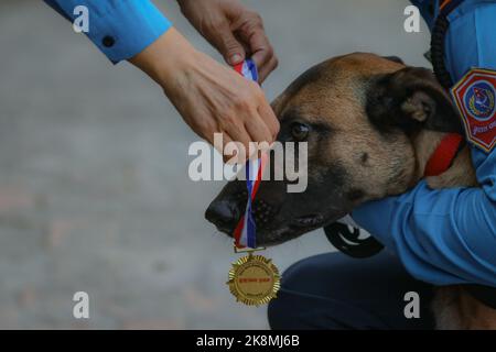 Katmandou, Népal. 24th octobre 2022. Le 24 octobre 2022 à Katmandou, au Népal. Le chien de police du Népal est récompensé d'une médaille après avoir effectué diverses tâches comme, une partie de la célébration pendant le 'Dig Festival (Kukur Tihar)' à l'école centrale de formation de chien de police. Ce festival est observateur le deuxième jour du festival 'Tihar'. Ce jour-là, les chiens sont offerts avec des prières, des guirlandes, des aliments pour chiens. (Photo de Abhishek Maharajan/Sipa USA) crédit: SIPA USA/Alay Live News Banque D'Images