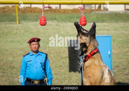 Katmandou, Népal. 24th octobre 2022. Le 24 octobre 2022 à Katmandou, au Népal. Nepal police chien exécuter la tâche pendant la célébration de 'Dig festival (Kukur Tihar)' à l'école de formation de chien de police centrale. Ce festival est observateur le deuxième jour du festival 'Tihar'. Ce jour-là, les chiens sont offerts avec des prières, des guirlandes, des aliments pour chiens. (Photo de Abhishek Maharajan/Sipa USA) crédit: SIPA USA/Alay Live News Banque D'Images