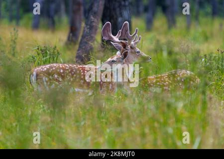 Fallow Deer profil mâle et femelle vue latérale, avec un arrière-plan flou dans la forêt dans leur environnement et habitat environnant. Deer photo Banque D'Images