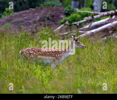 Vue latérale en gros plan de l'homme du cerf de Virginie, avec un arrière-plan flou dans la forêt dans son environnement et son habitat environnant. Coup de tête de cerf. Banque D'Images